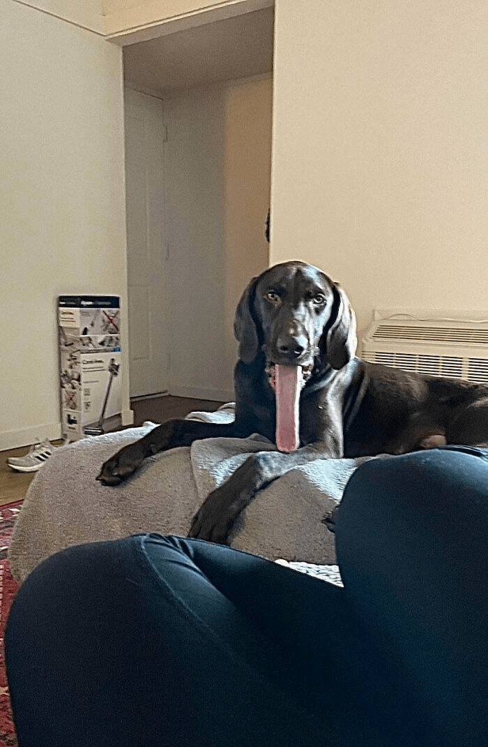 dog with long tongue