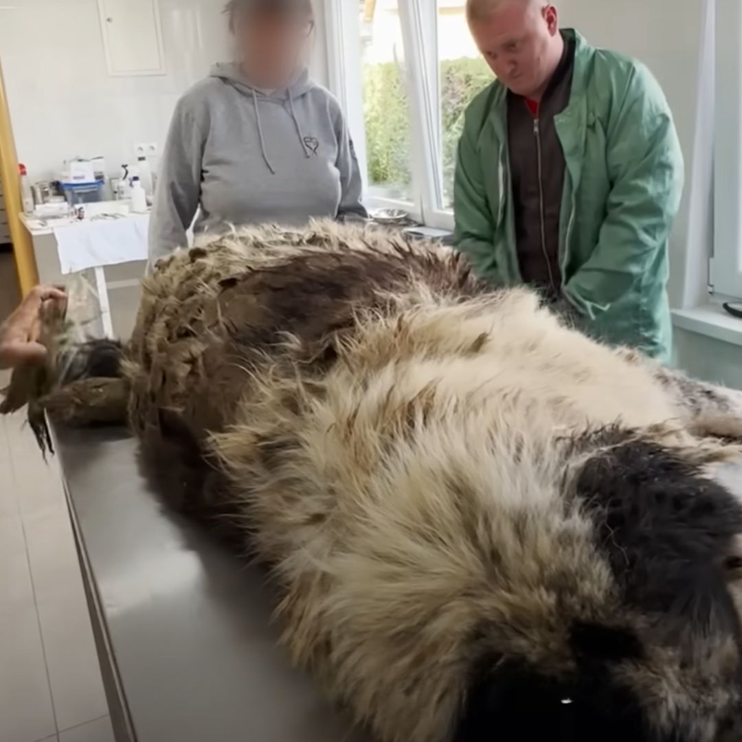 dog with lot of fur on the table