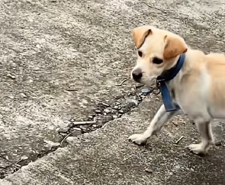 dog with necklace