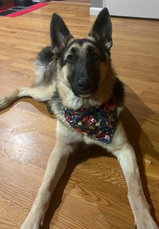 dog with scarf on the floor