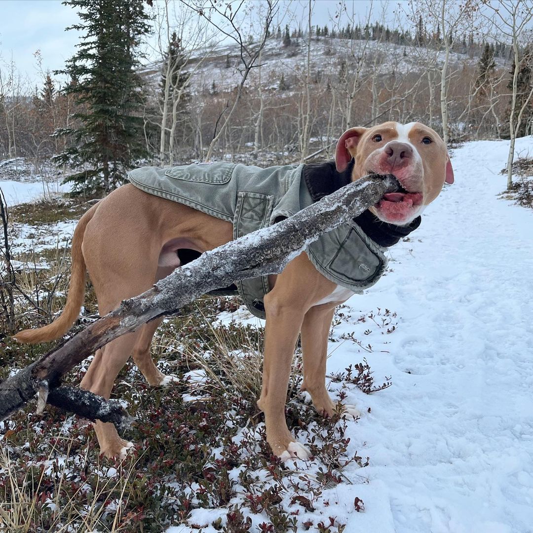 dog with stick in its mouth