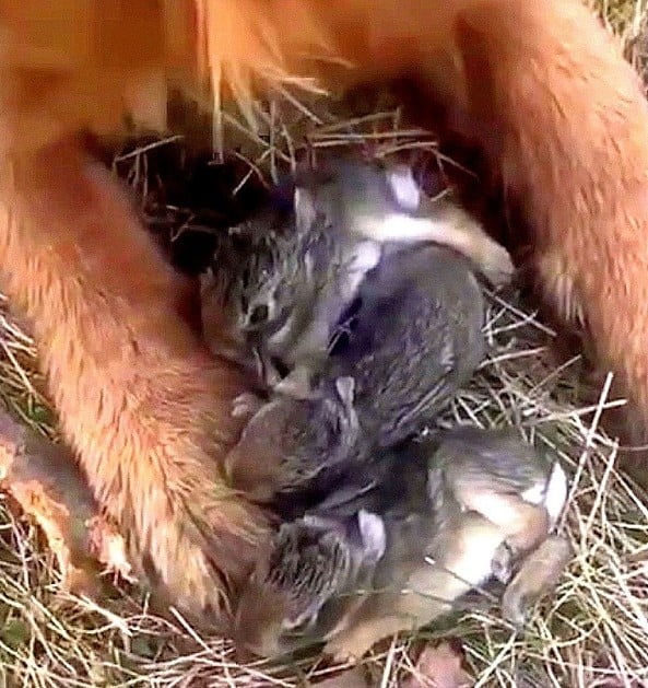 dog with tiny bunnies