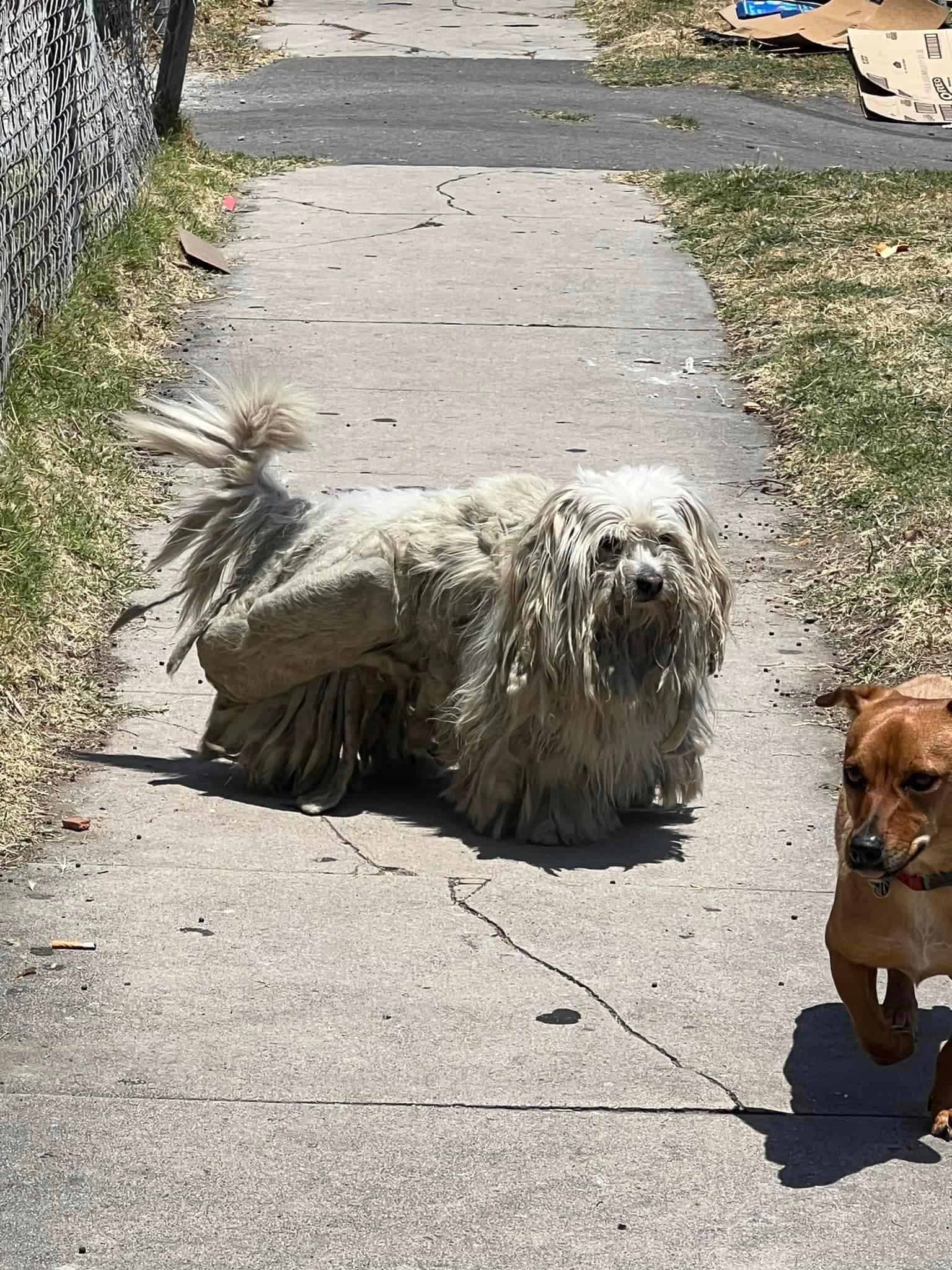 dog with too much fur