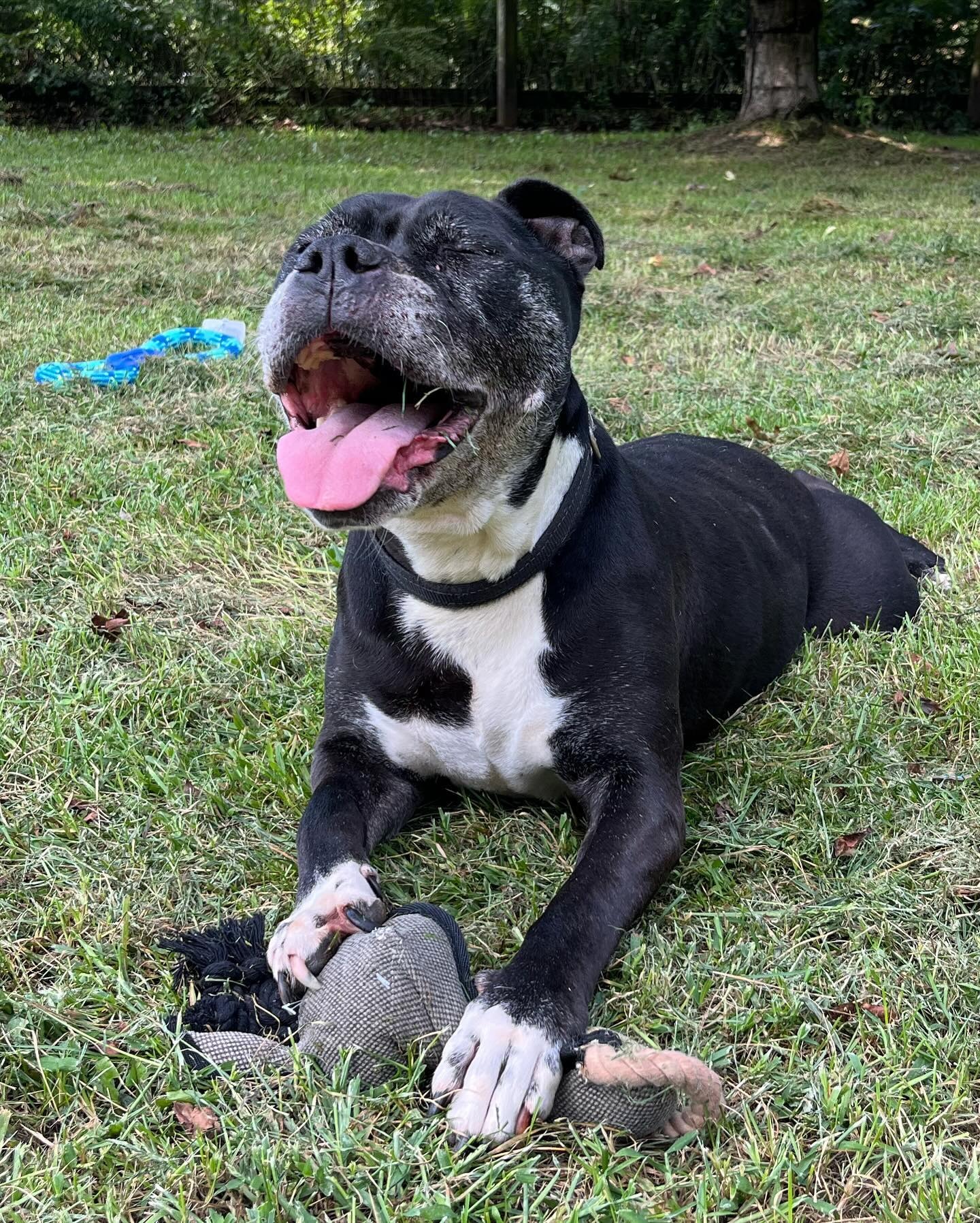 dog with toy on the grass