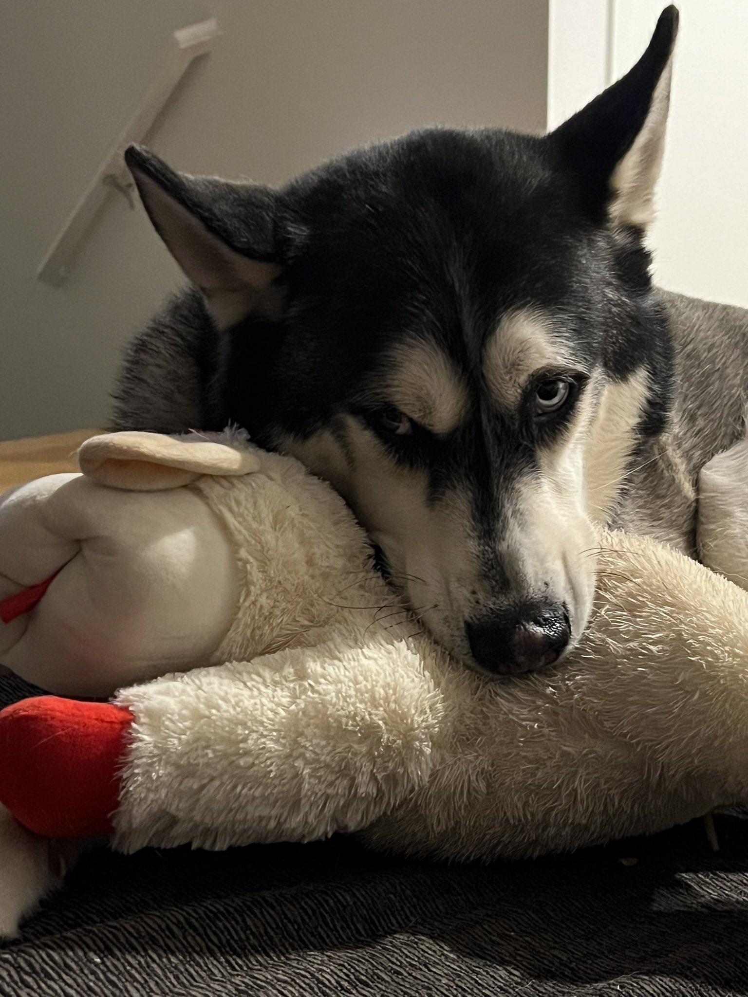 dog with toy