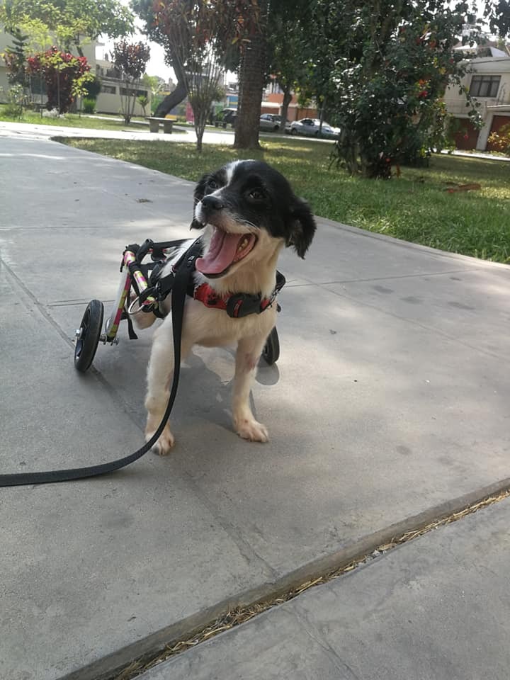 dog with wheels