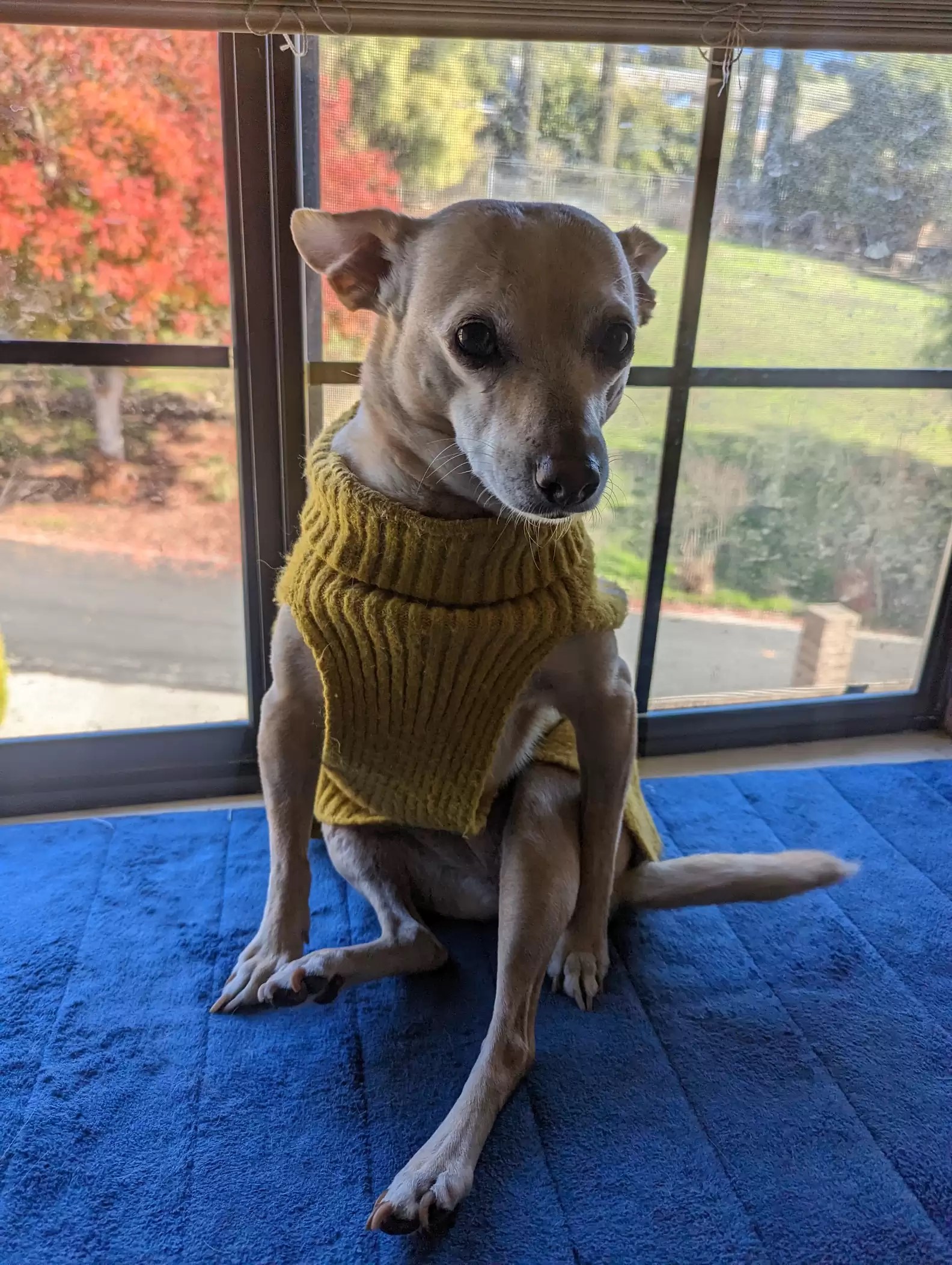 dog with yellow cloth on it