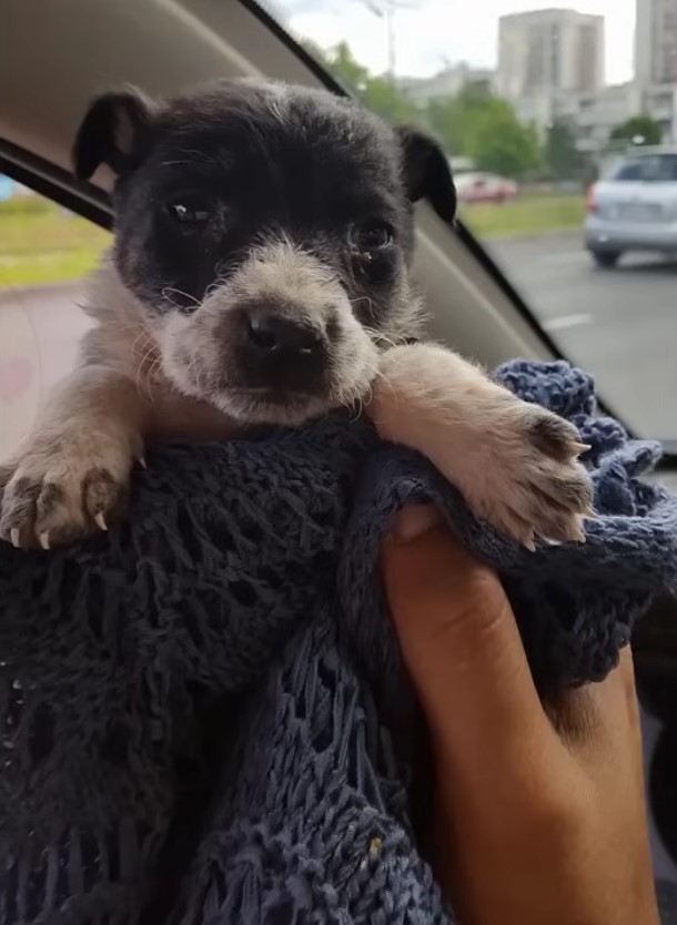 dog wrapped up in a blanket