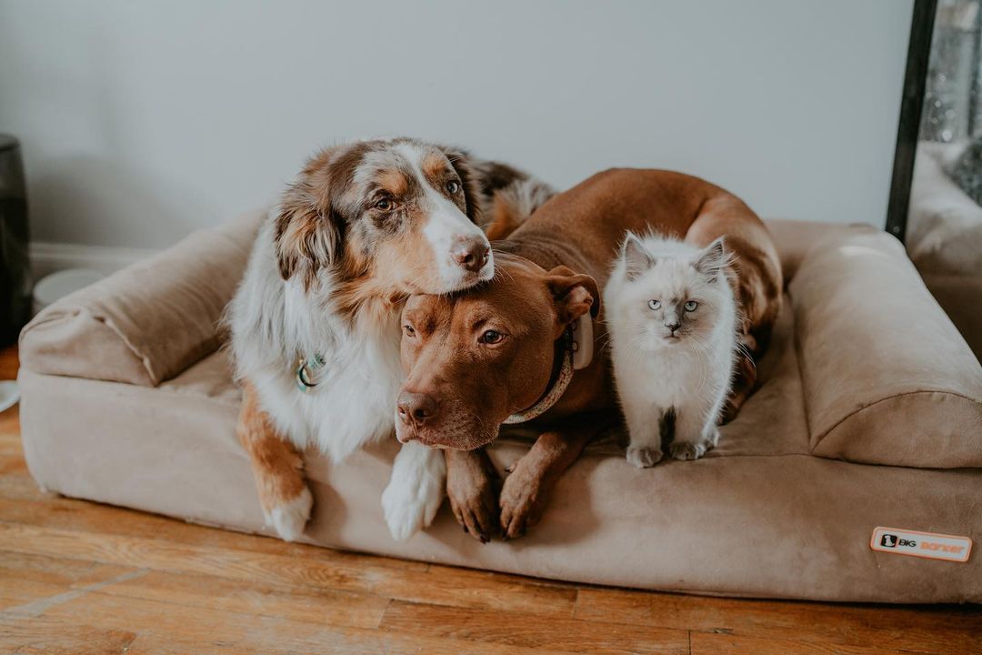 dogs and a cat on their sofa bed