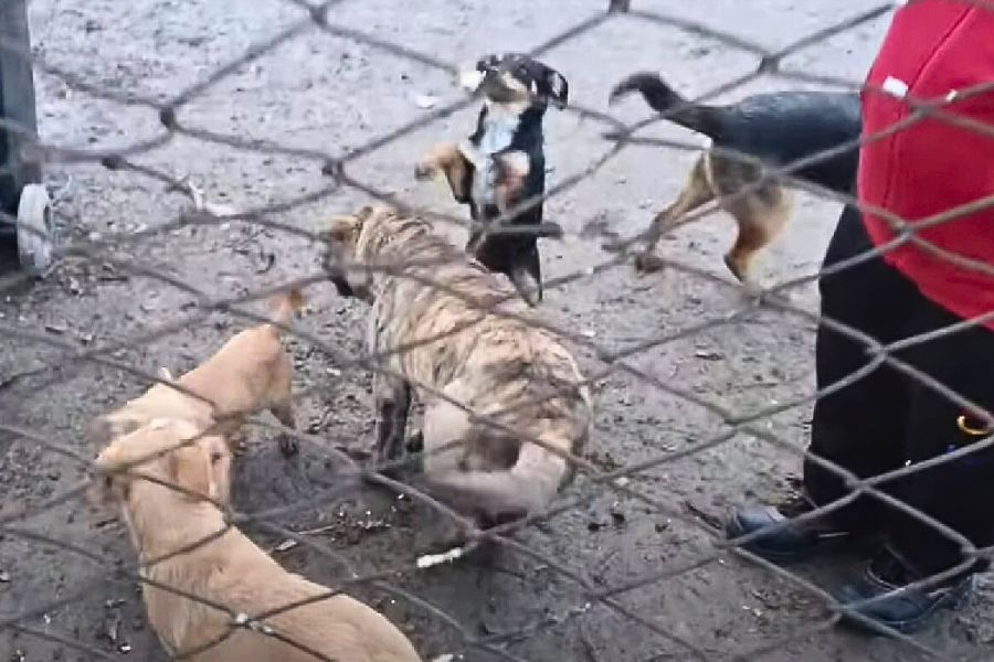 dogs fenced in the yard