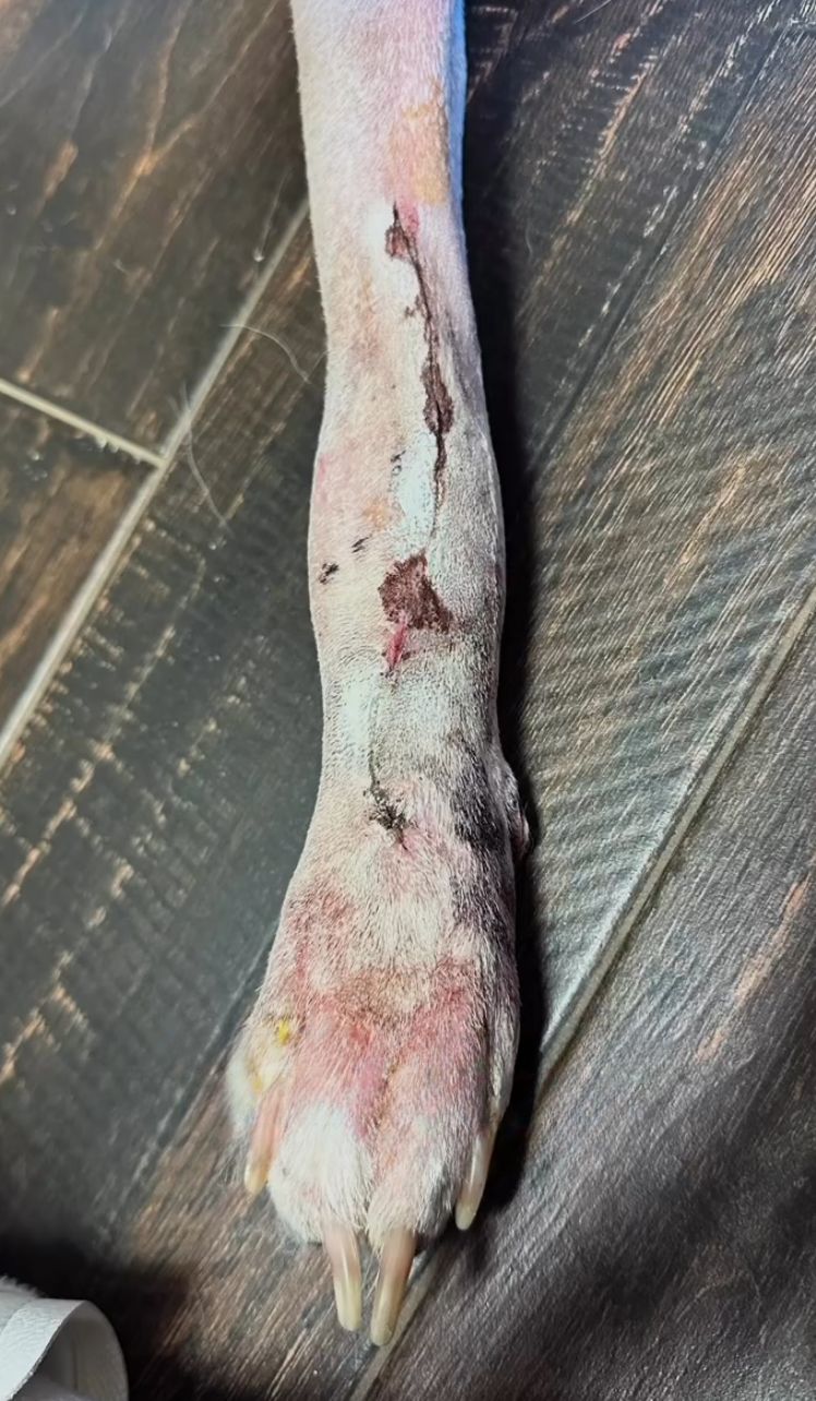 dog's hurt leg