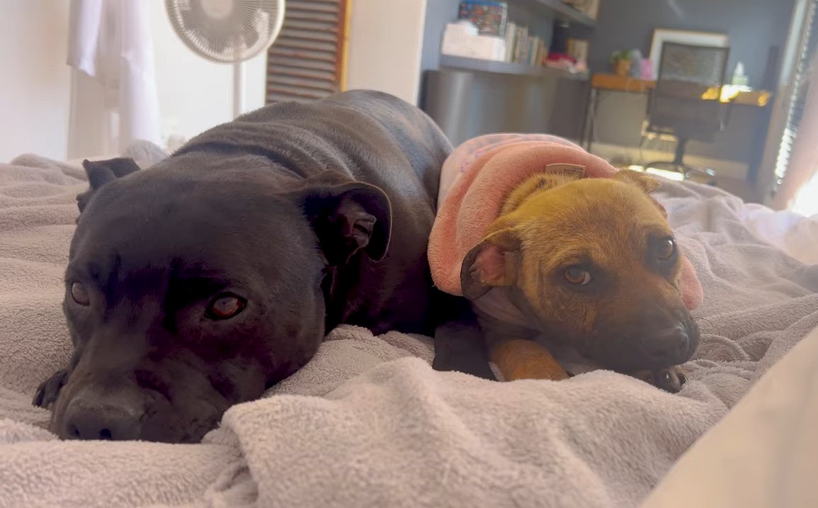 dogs laying on the bed