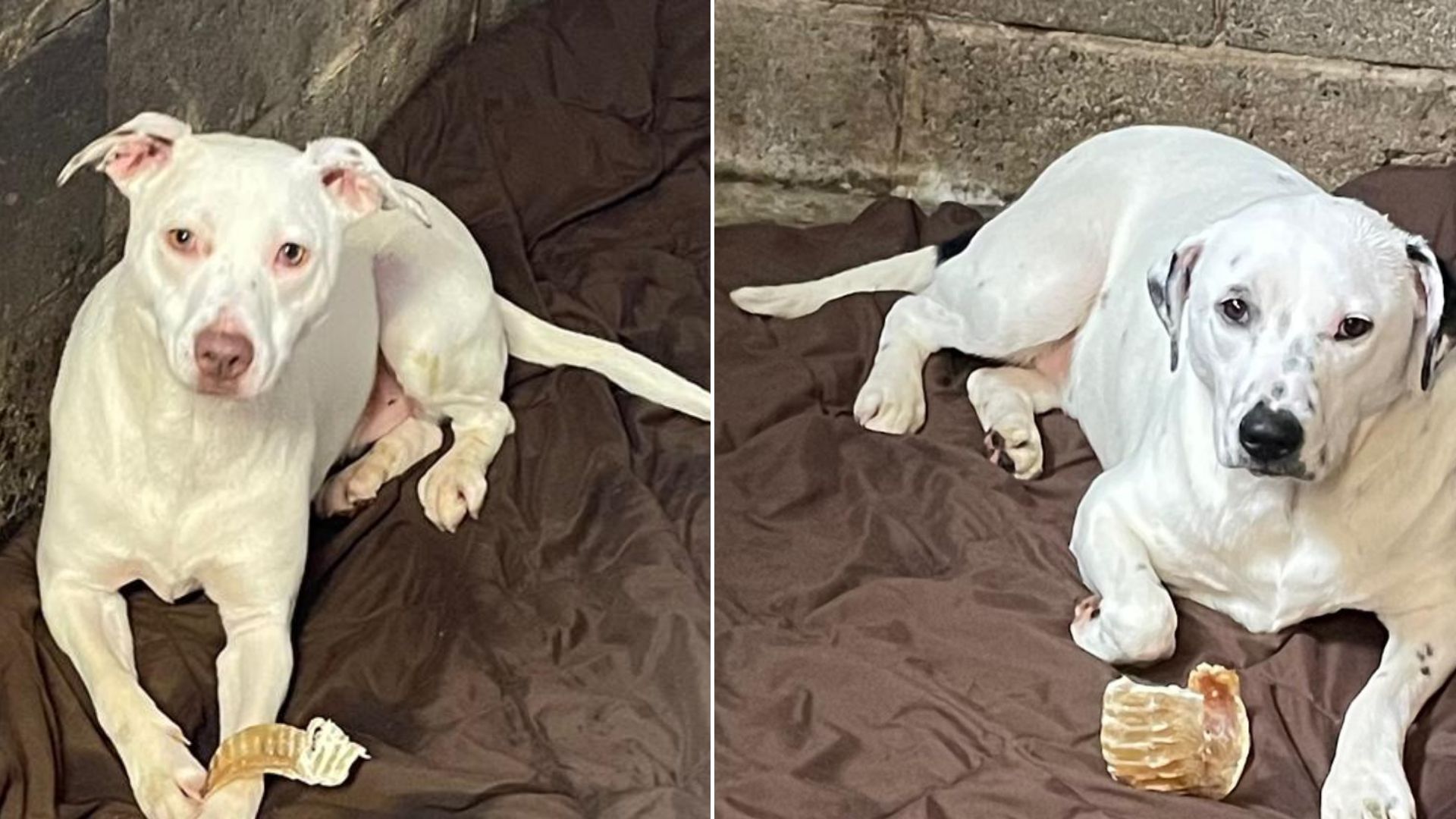 dogs lying on brown blanket