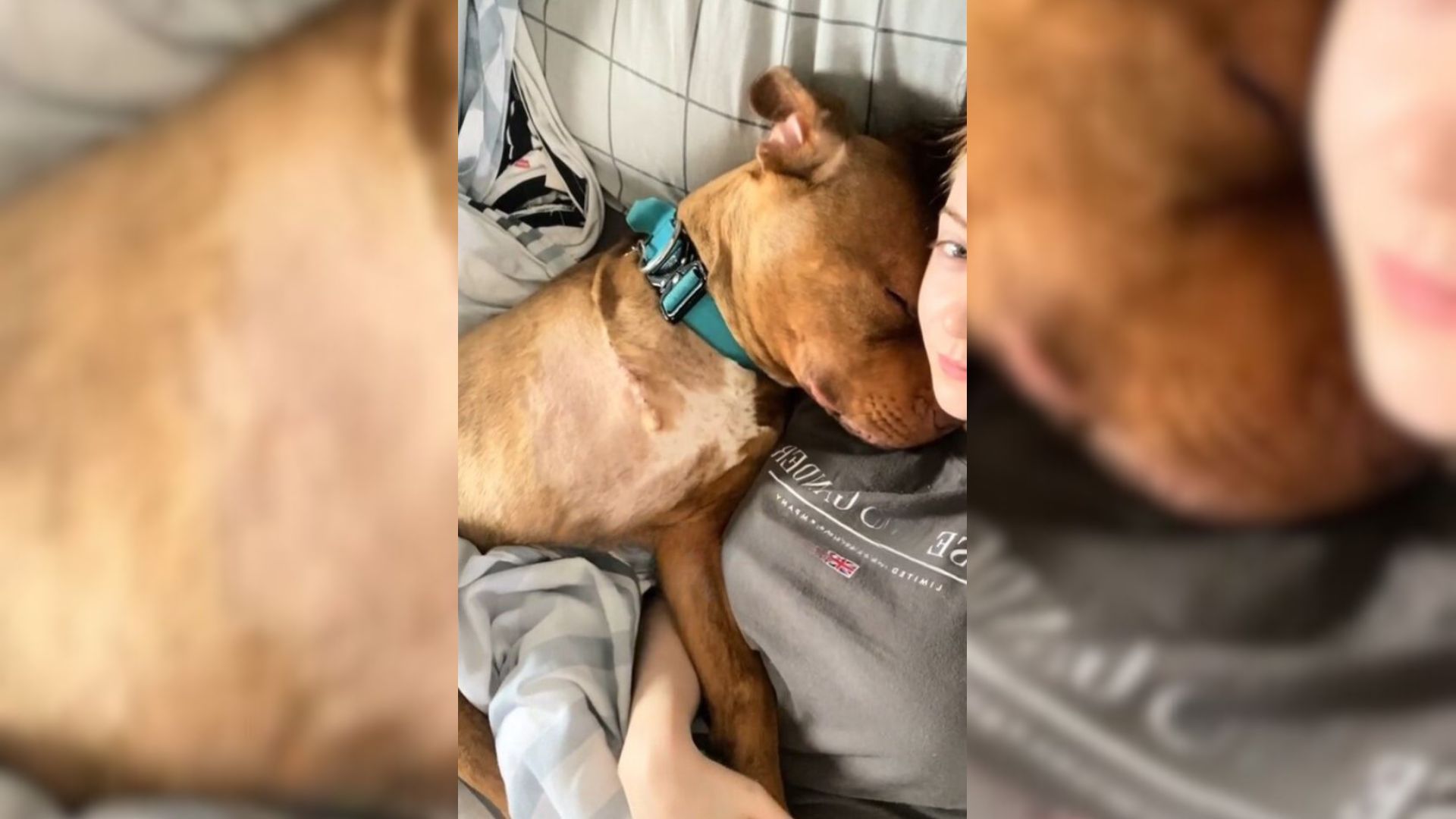 Dog’s New Owners “Informed” The Person Who Abandoned Him That He Did Not Break His Soul