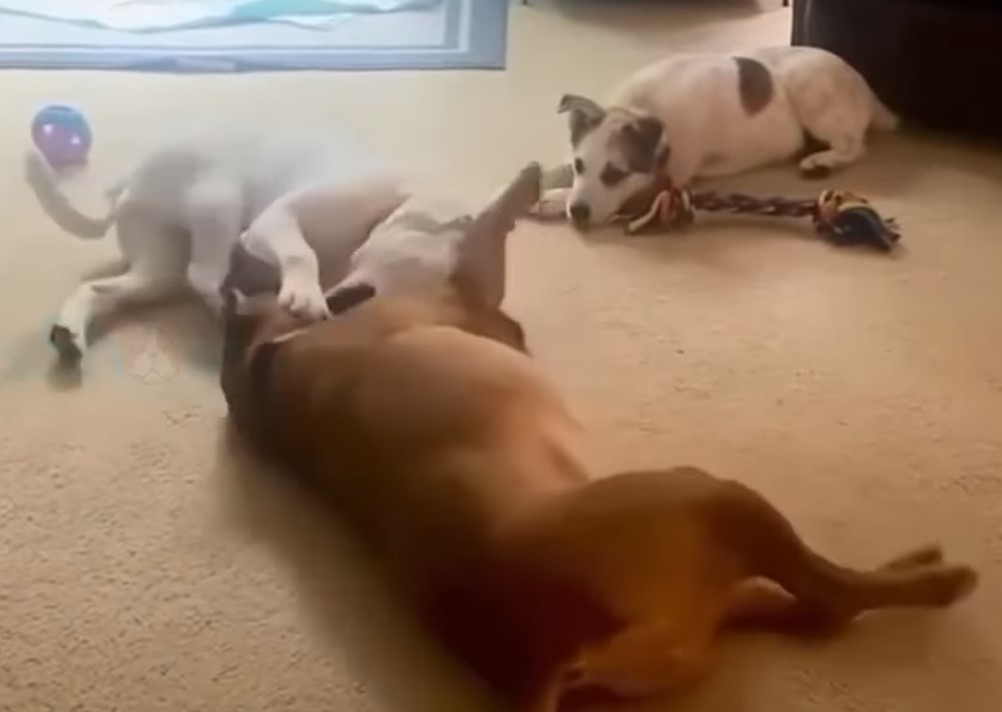 dogs playing at home