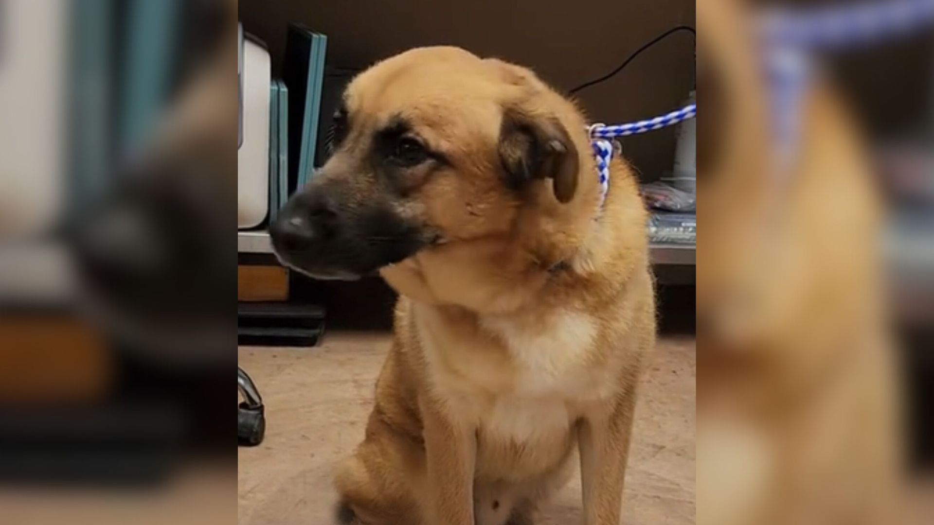 Dog’s Reaction After Realizing He’s Back At The Shelter Will Break Your Heart