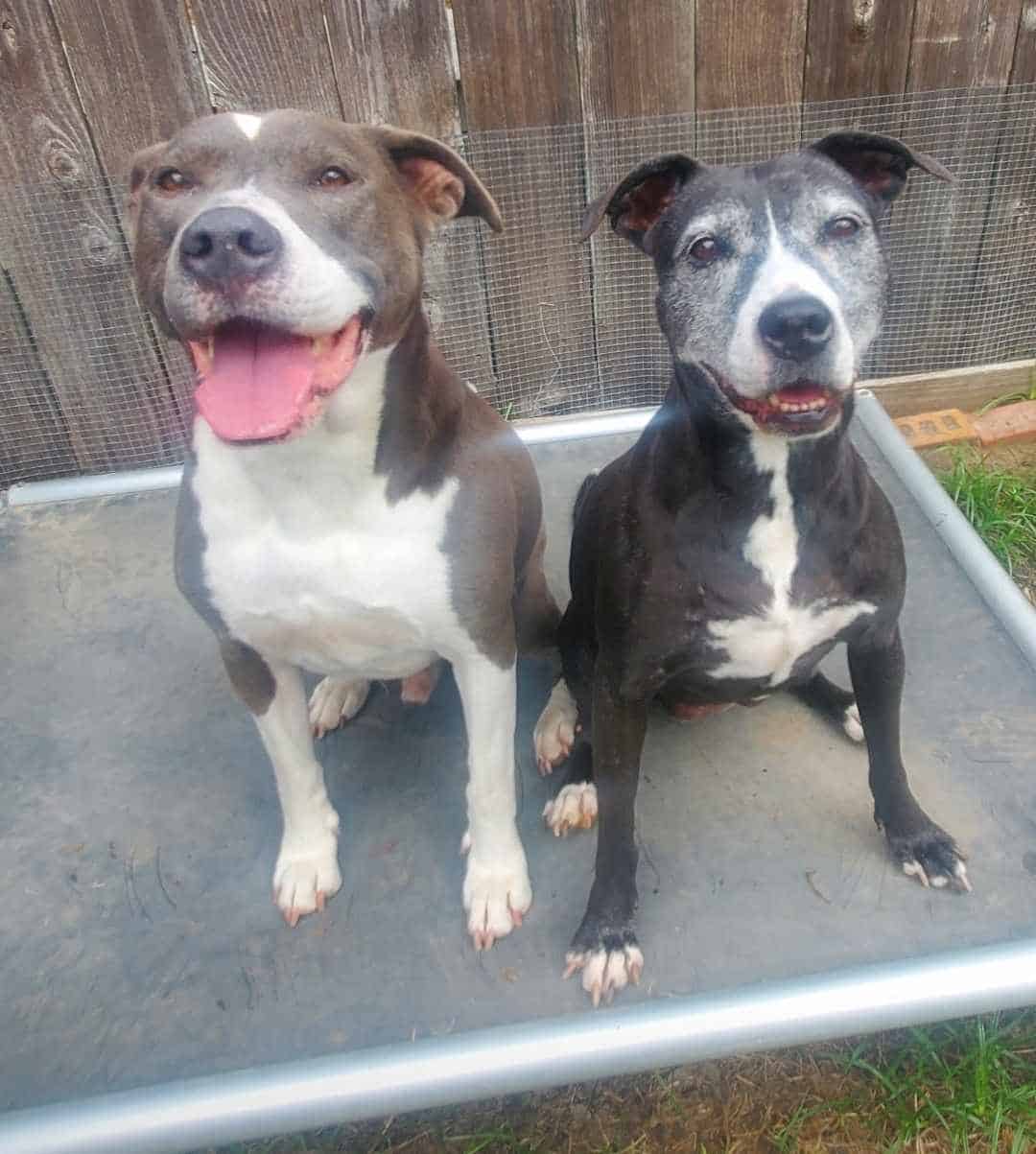 two dogs sitting together outside and smiling