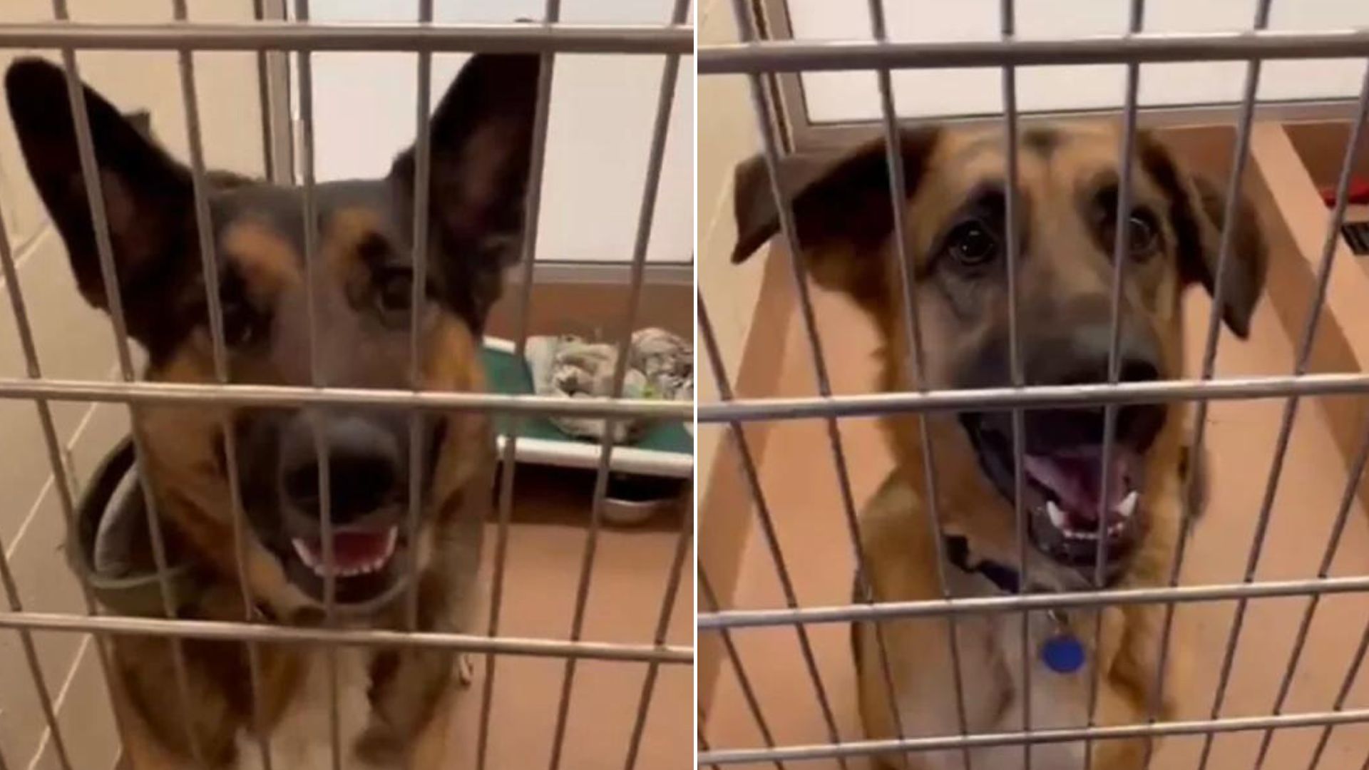 Dogs That Were Inseparable In The Shelter Continued Their Life Together In A Warm Home
