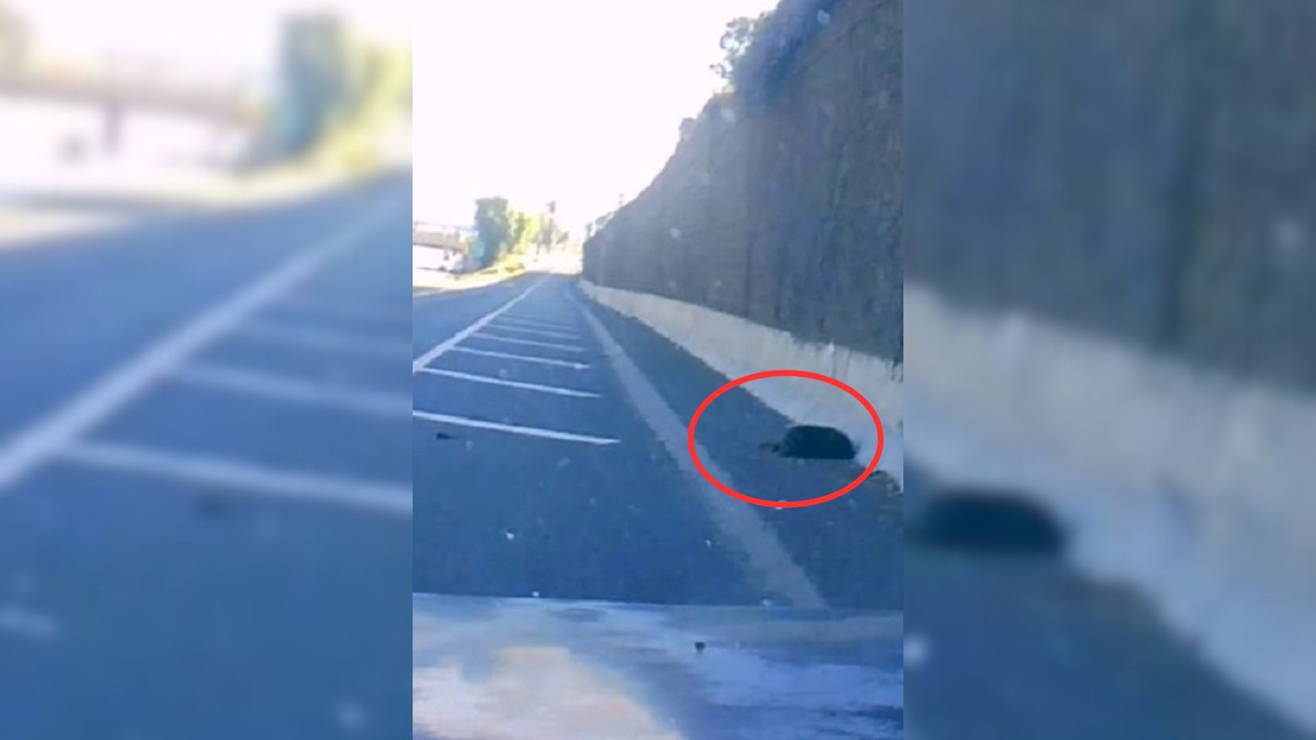 Driver Was Shocked To Find This Motionless Dog On The Road Was Still Breathing So He Went To Help