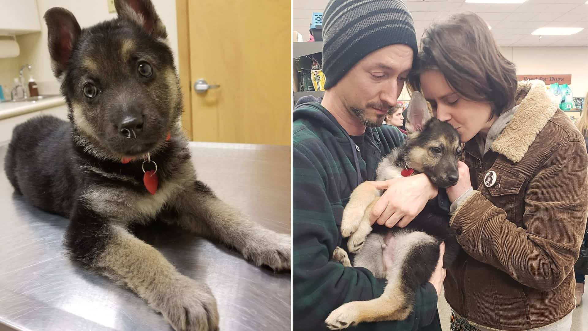 Over 200 People Show Up In Washington To Say One Last Goodbye To A Sick GSD Puppy