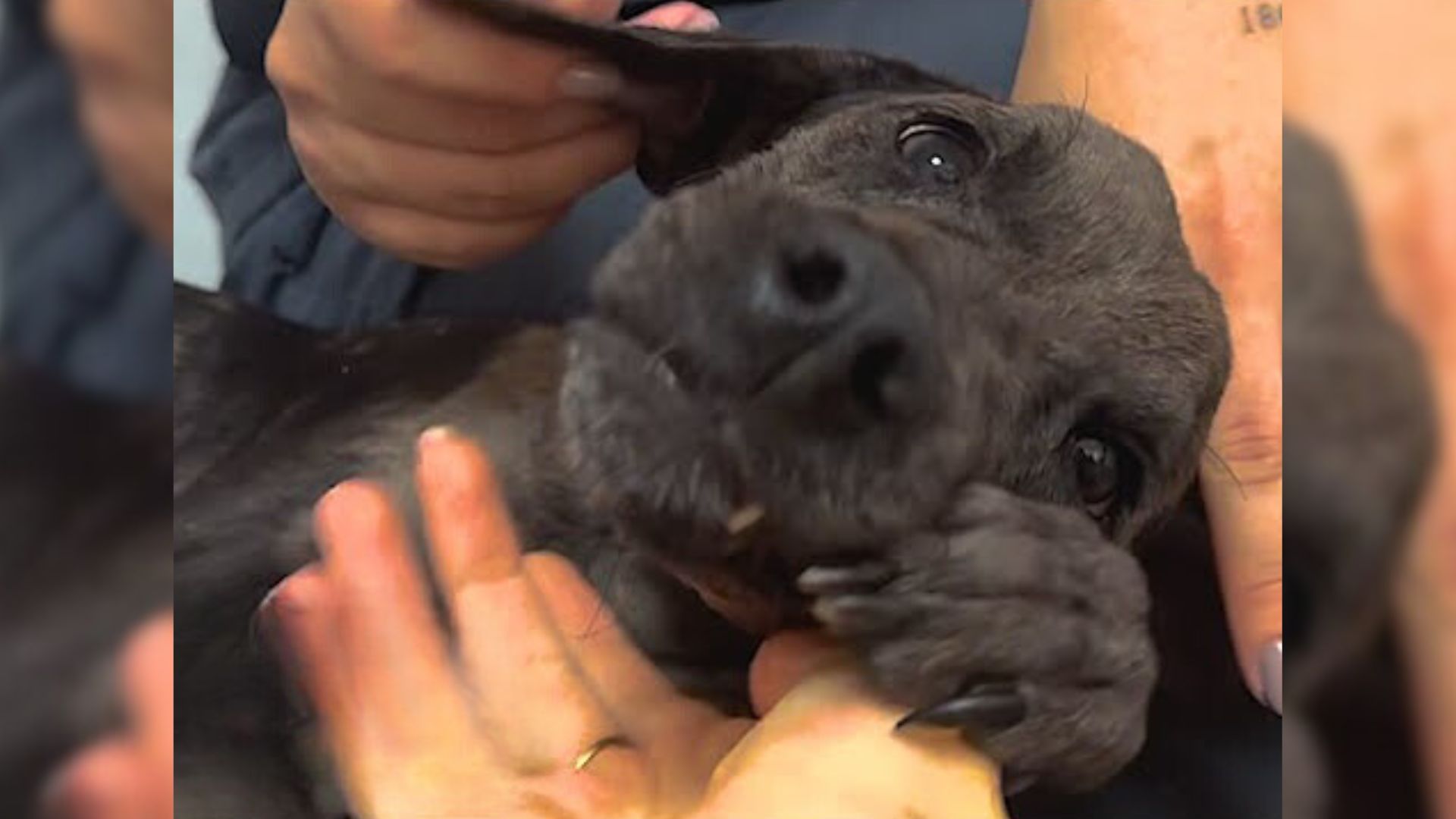 Elderly Couple Is Shocked To Find A Paralyzed Dog Abandoned In The Middle Of The Woods