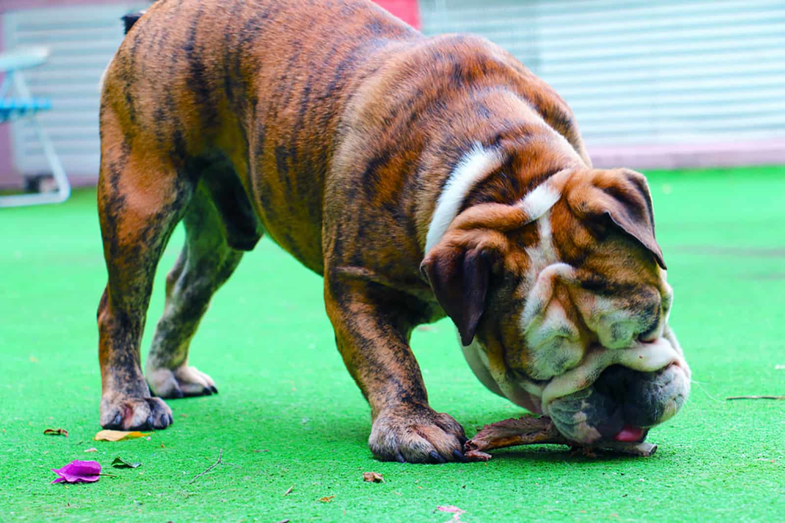 english bulldog eating meat bone outdoors