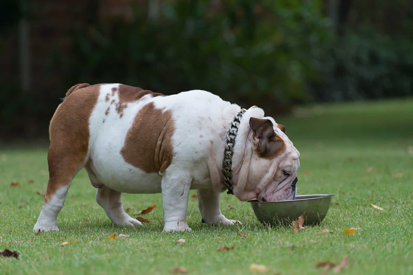English Bulldog Feeding Chart: How Much Food Is Enough?