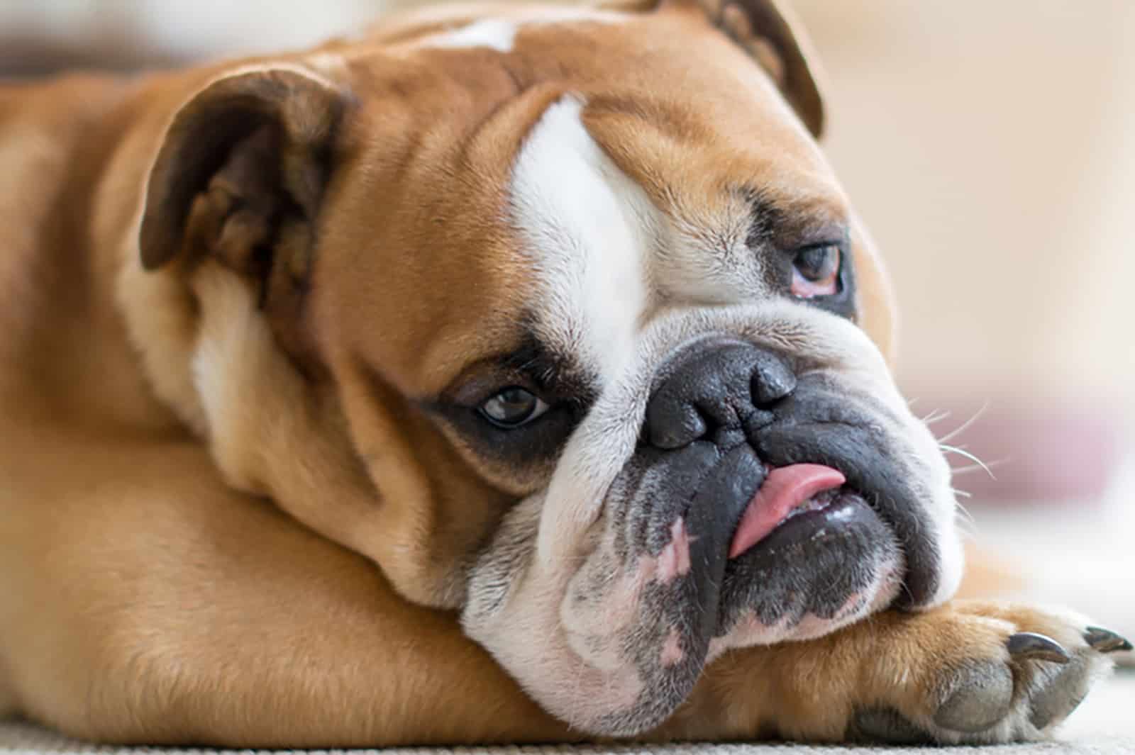 english bulldog lying on the carpet indoors