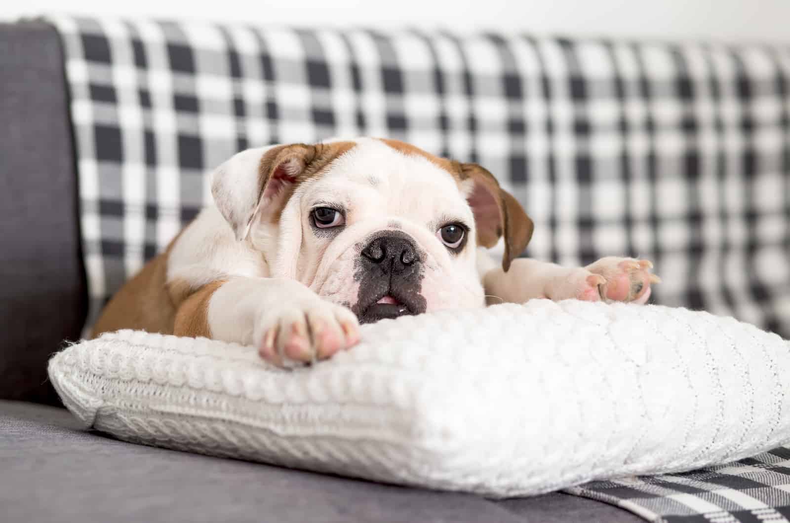 english bulldog on a pillow