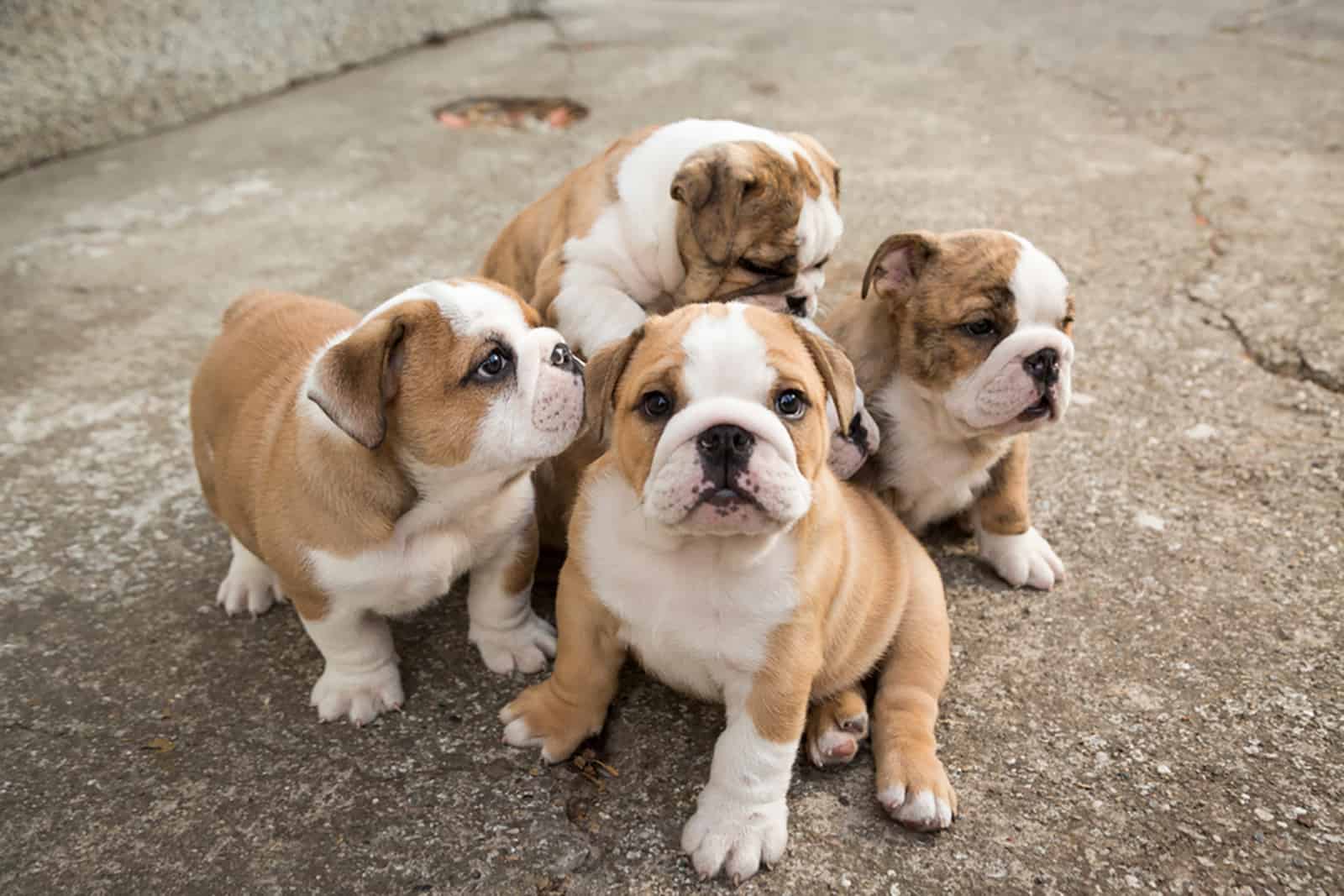 english bulldog puppies standing outdoors