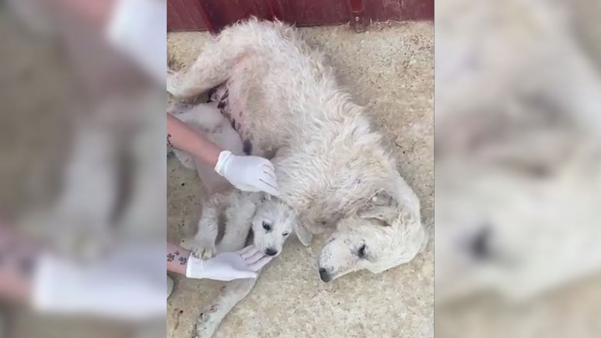 Exhausted Mother Dog Did Everything To Protect Her Son After Their Owner Dumped Them