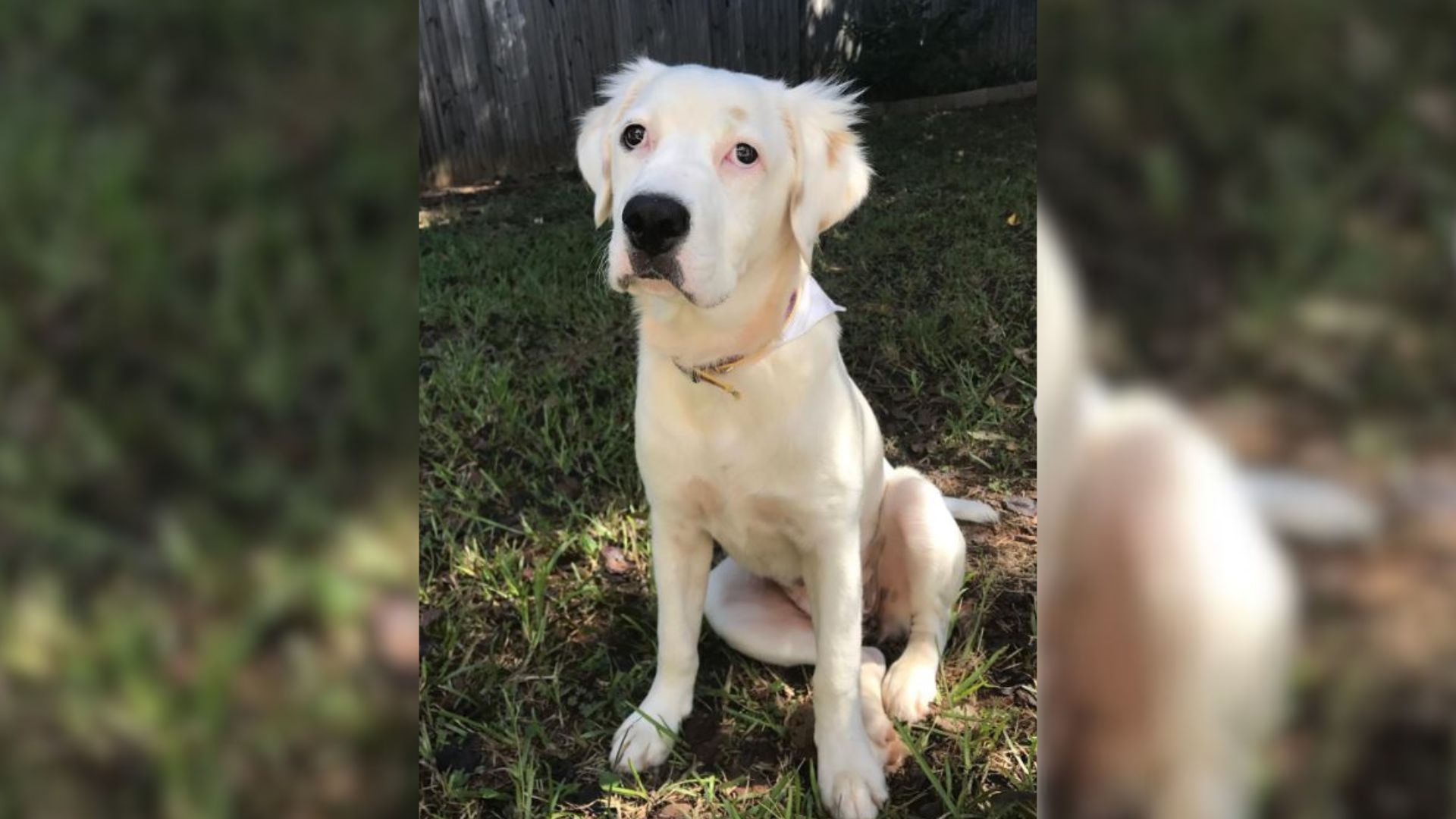 Family Decides To Abandon Their Dog Because They Are No Longer Interested In Her