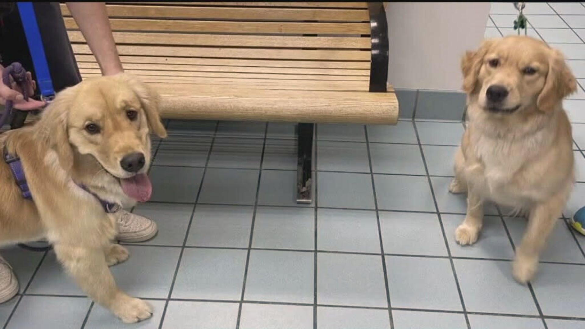 Family Shocked To Discover The Dog They Picked Up From Daycare Is Not Their Goldie