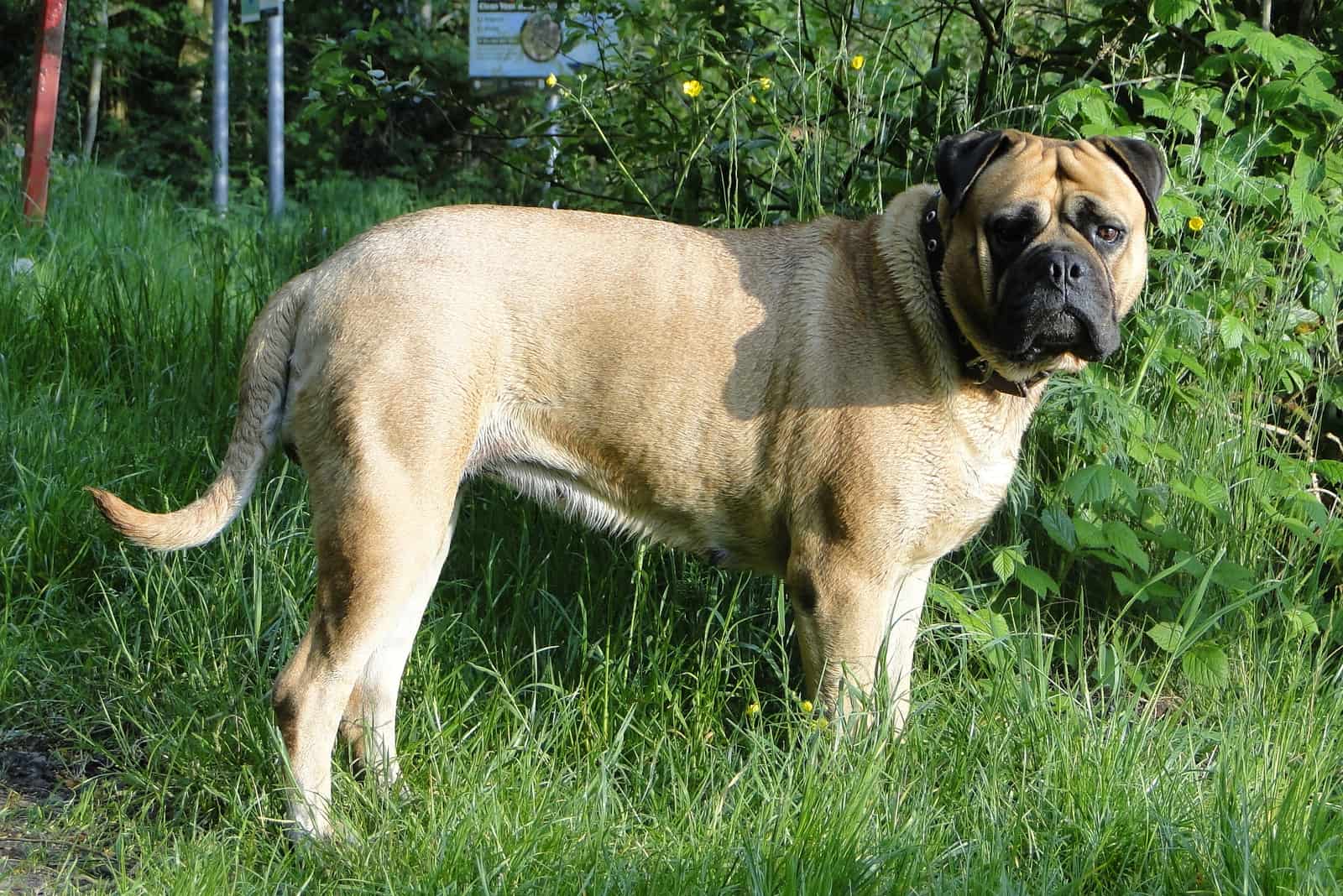 Fawn bullmastiff dog outdoors