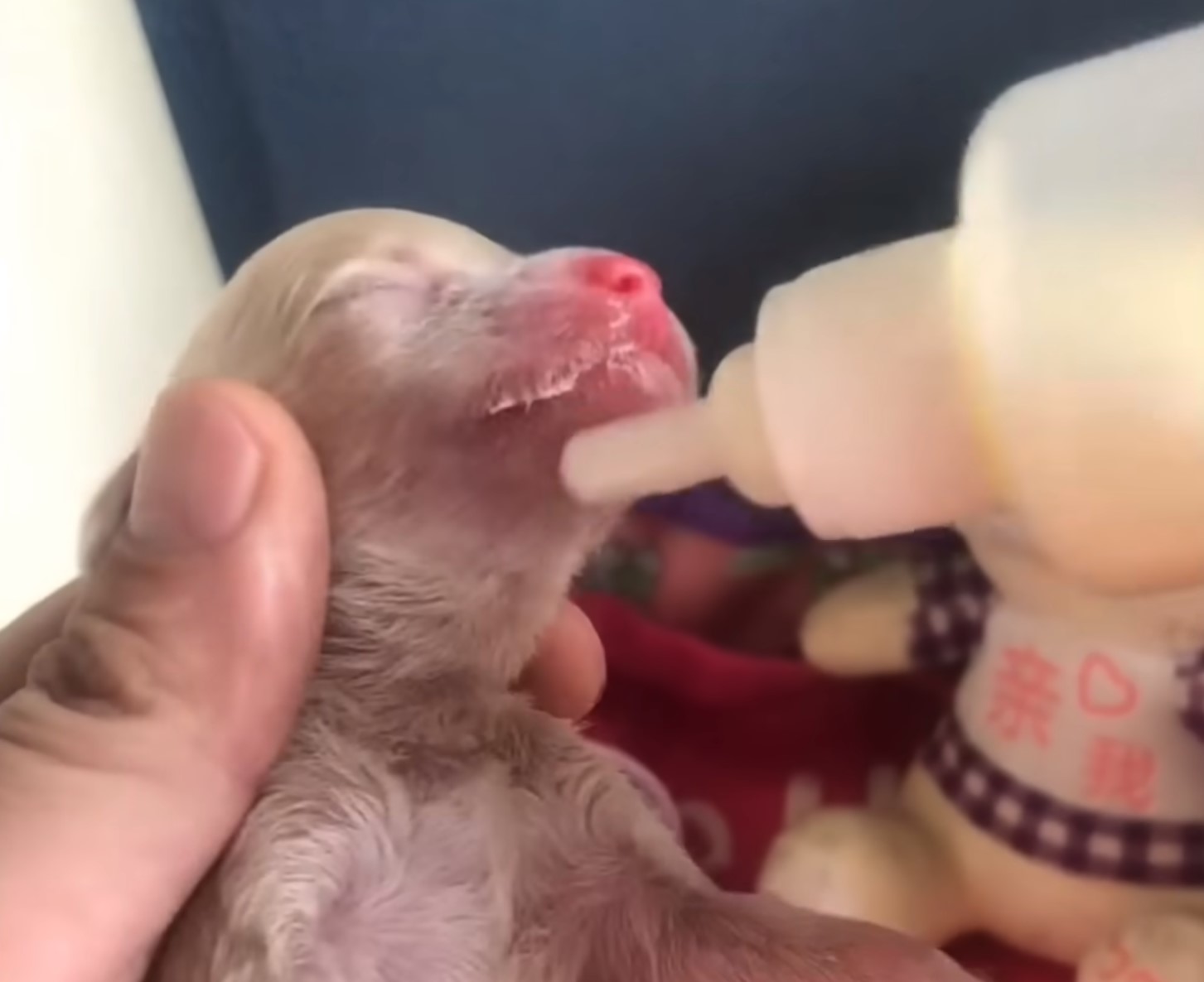 feeding a puppy