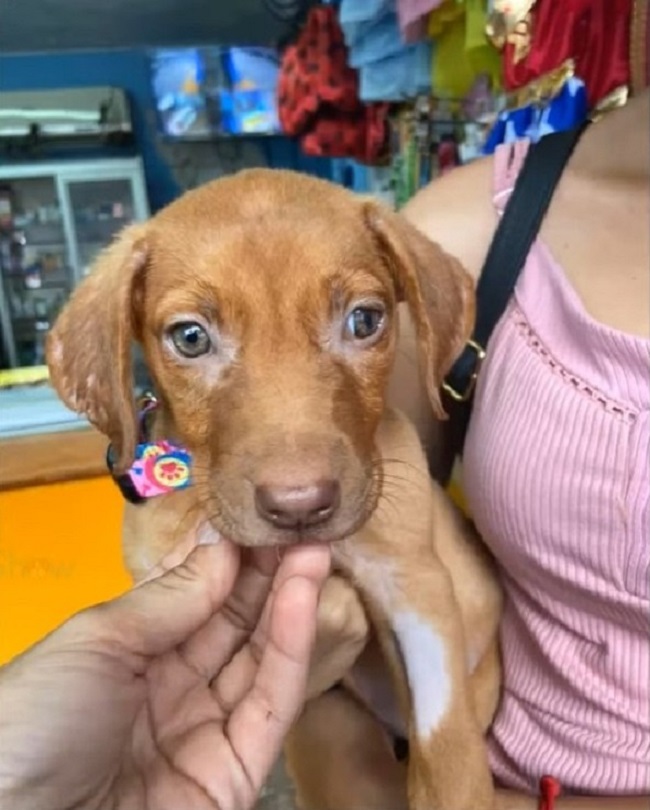 female carrying the puppy