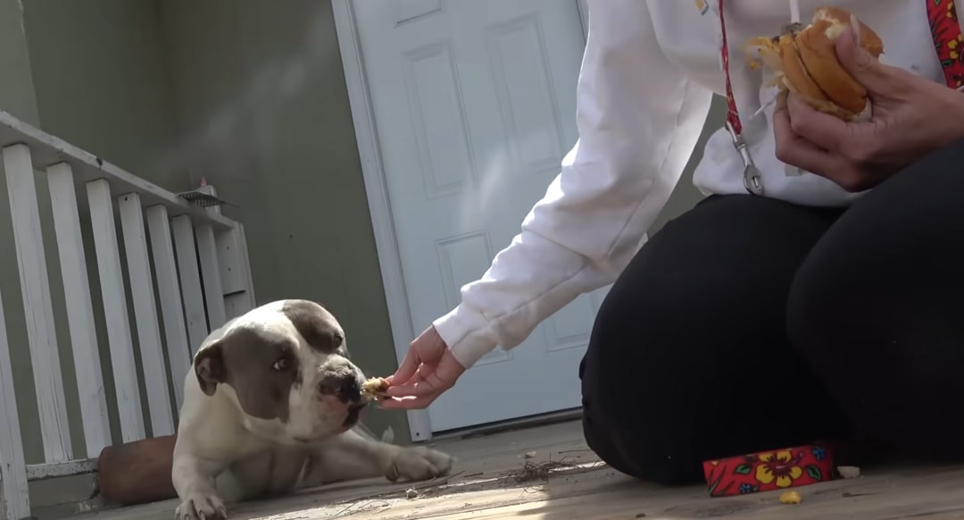 female feeding the pitbull