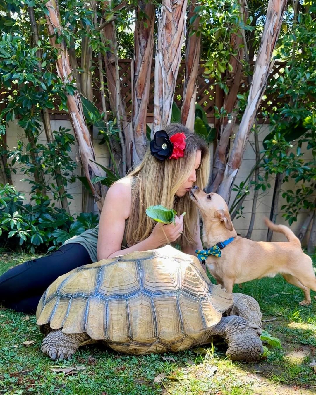 female, puppy and tortoise in the yard