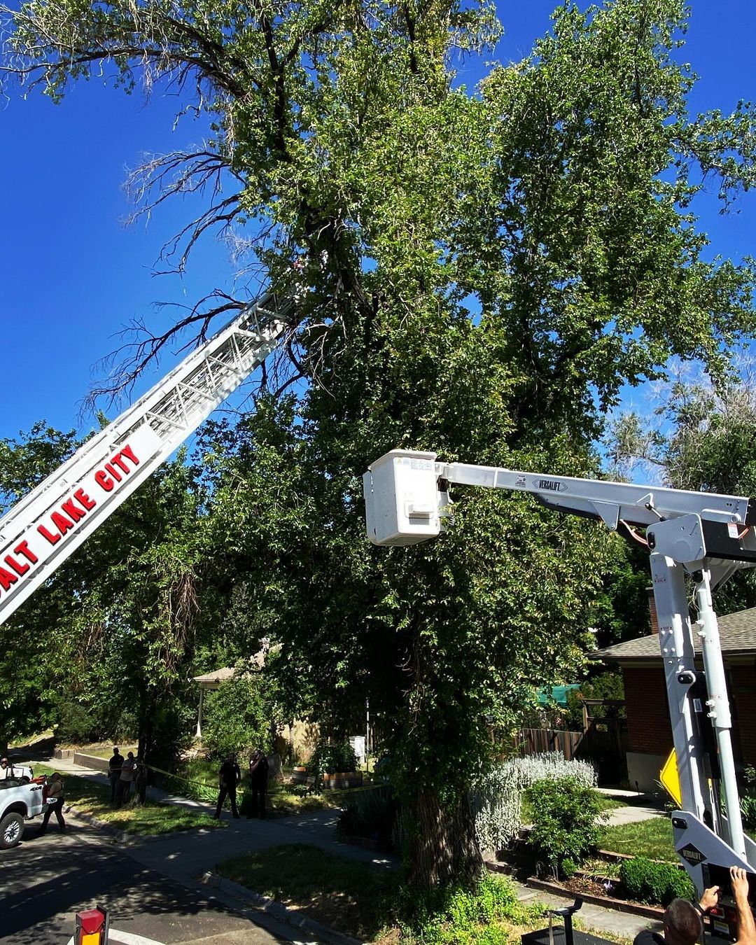 fire department rescuing the bear