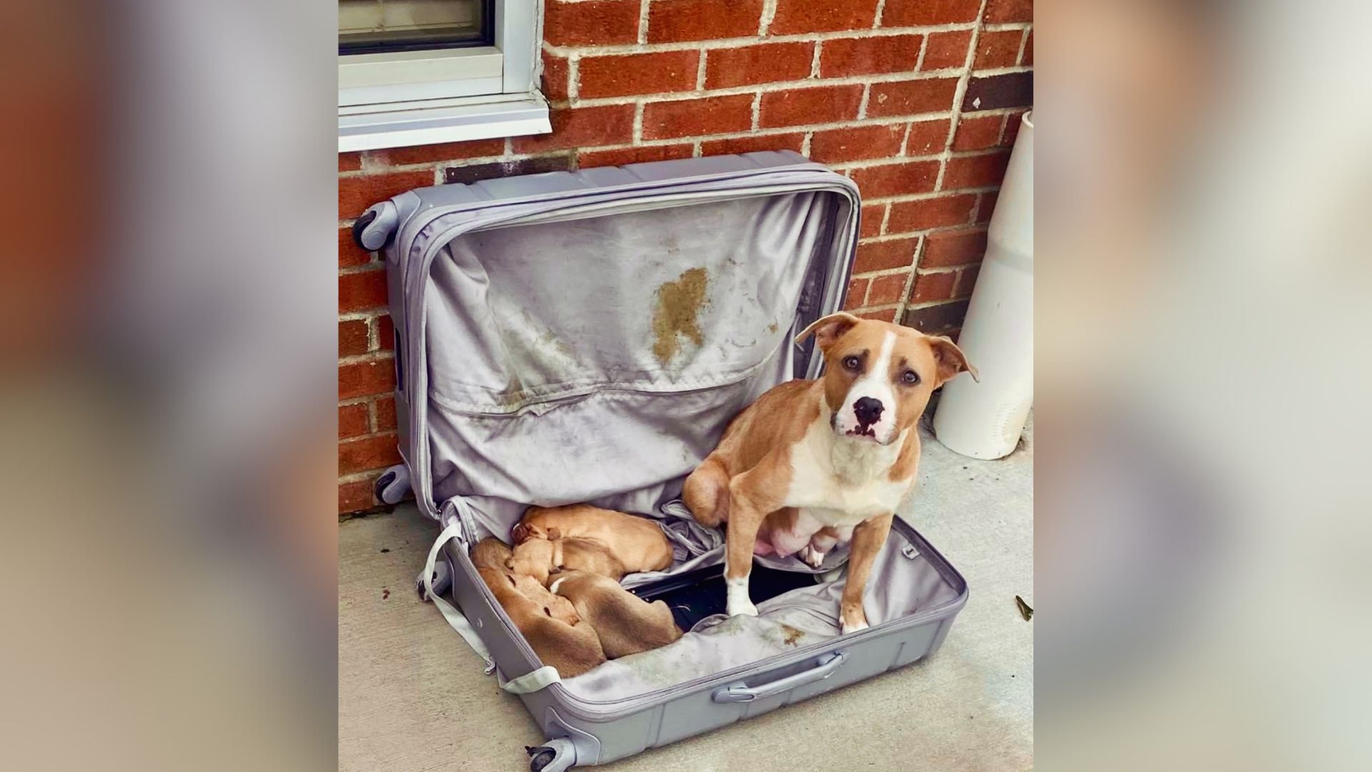 Firefighters Were In Disbelief When They Found A Dog Family In Zipped-Up Suitcase