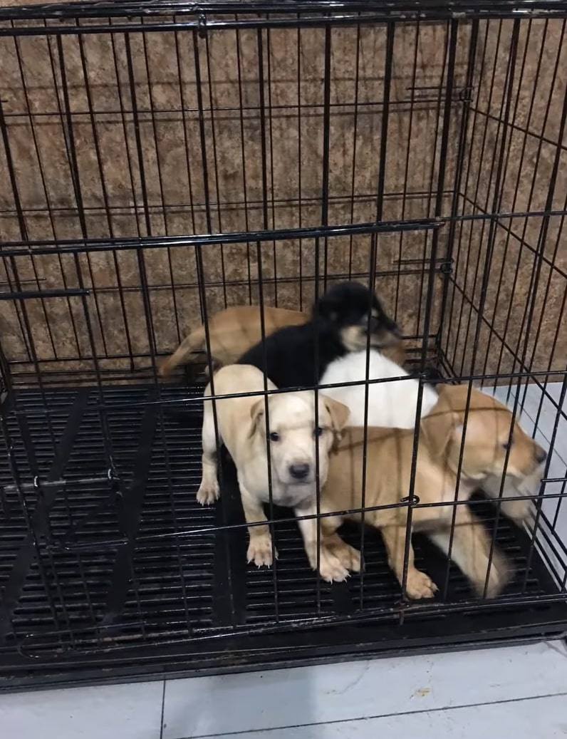 five puppies in a cage