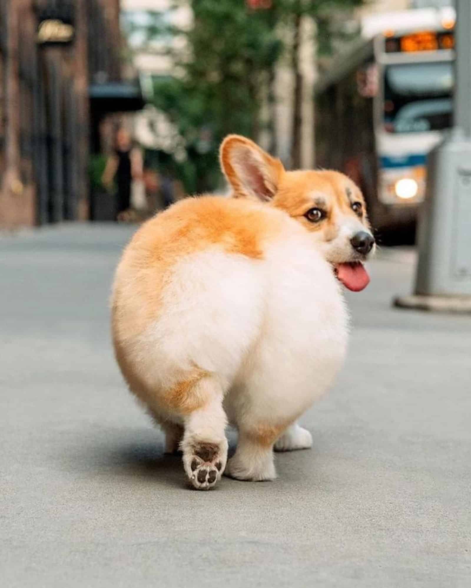 fluffy corgi walking on the sidewalk