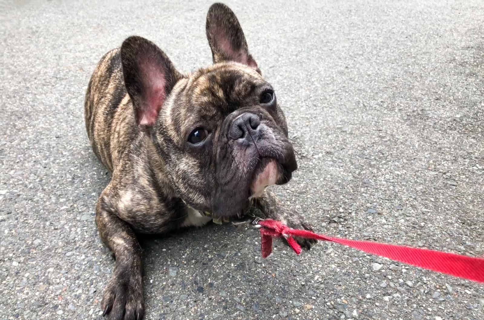 French Bulldog dragging his bum