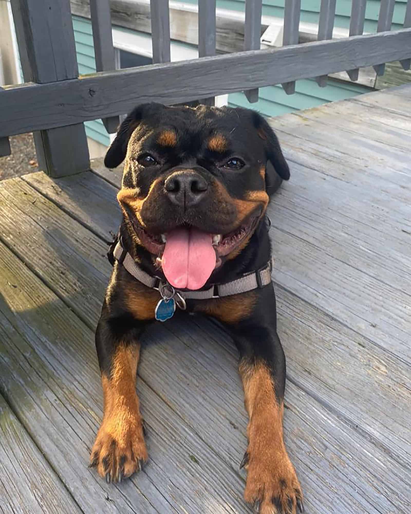 french bullweiler lying on the porch