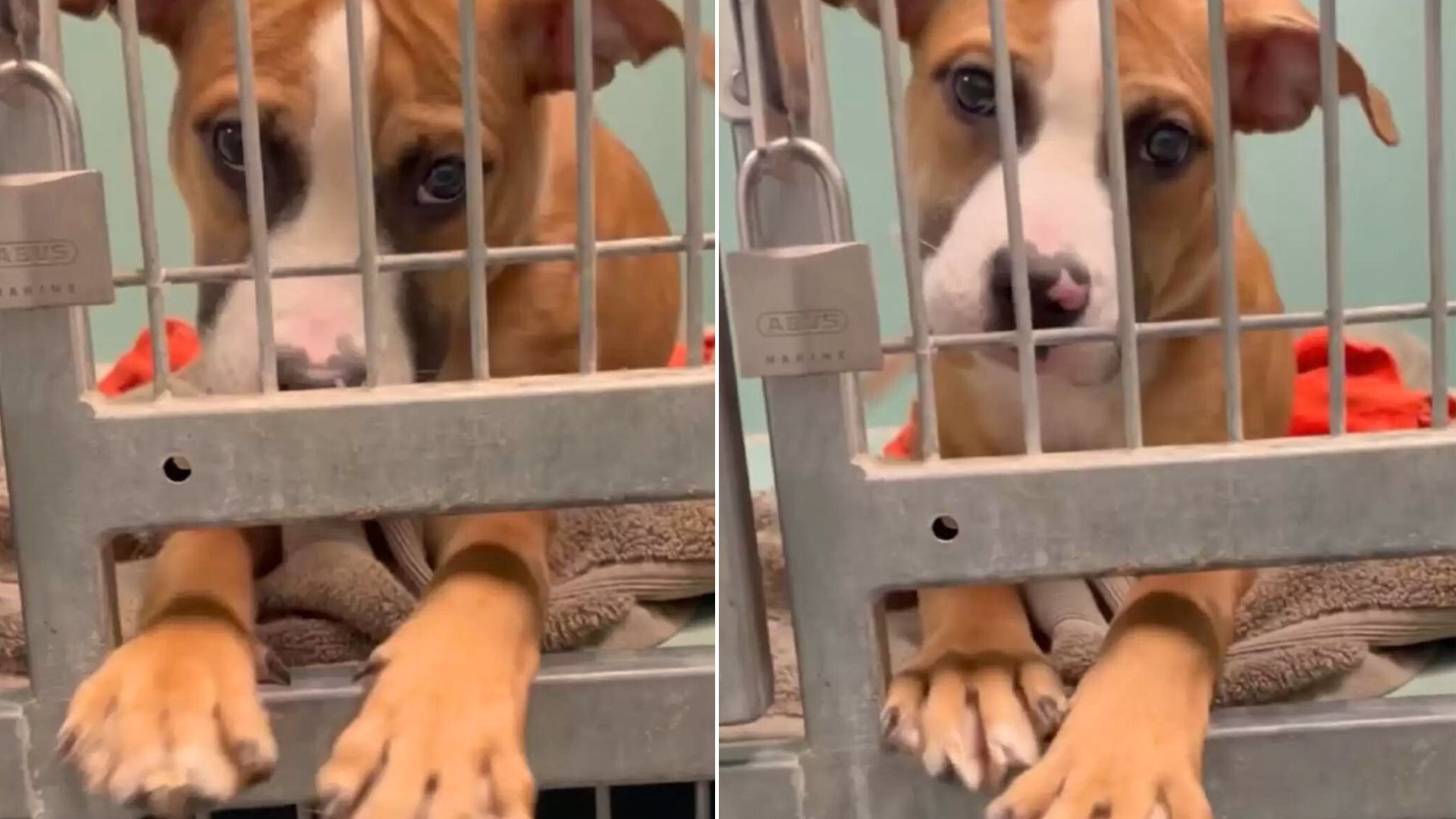 Friendly Shelter Dog Steals People’s Hearts With Her Adorable Act 