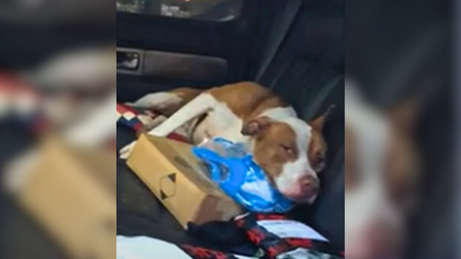 Couple Was Surprised To Find A Stray Pittie In Their Car, So They Decided To Give Him A New Home