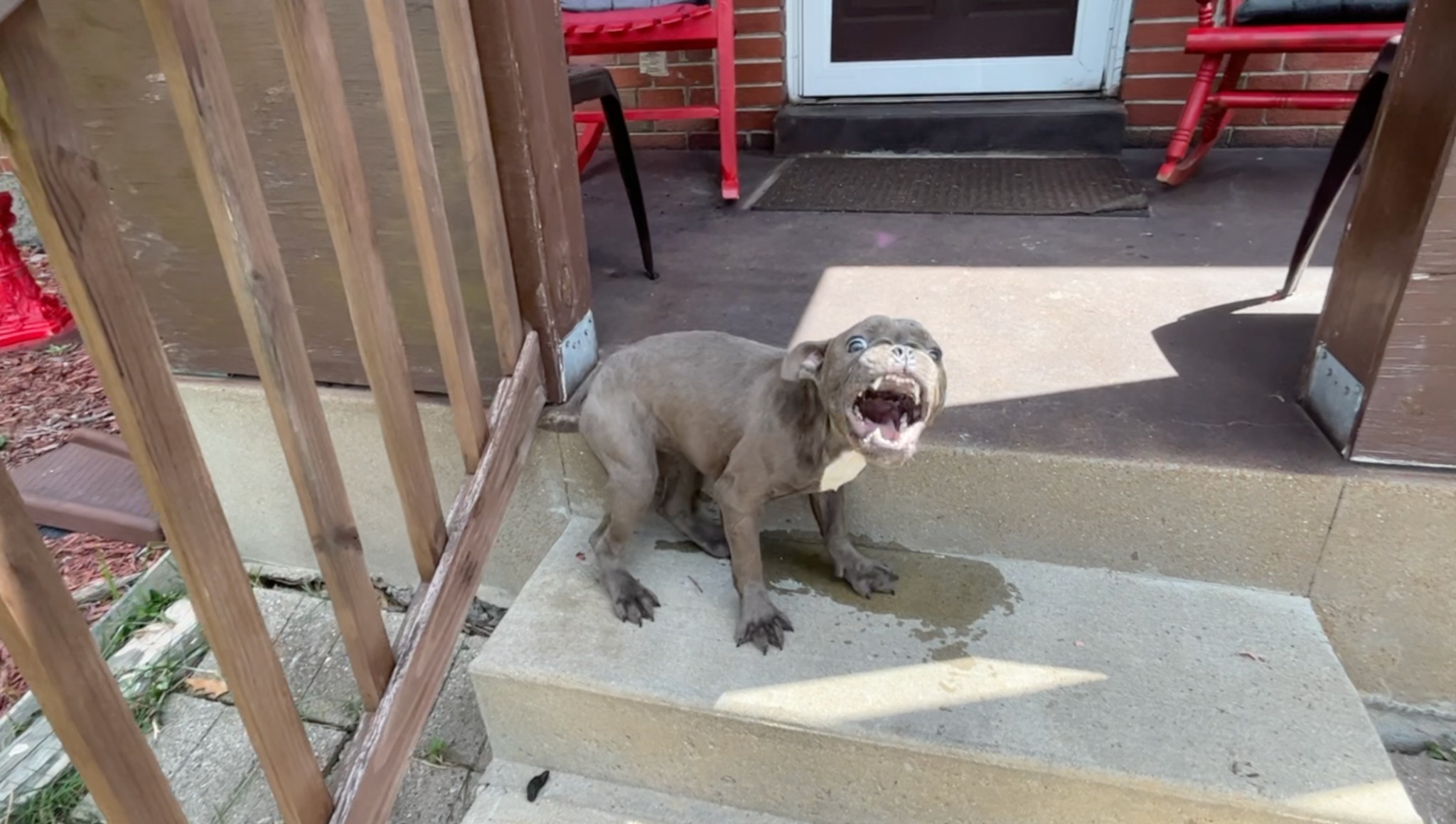 funny dog on a stairs