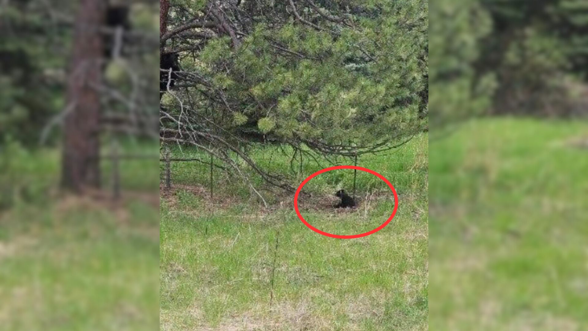 Fuzzy Black Dot Under The Tree Turned Out To Be A Big Baby That Needed Help