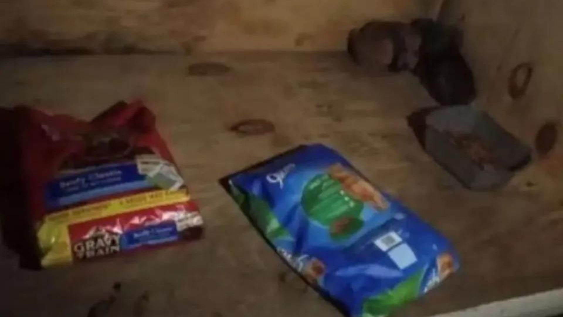 Shocked Shelter Workers Discover The Most Unexpected Surprise In A Donation Box