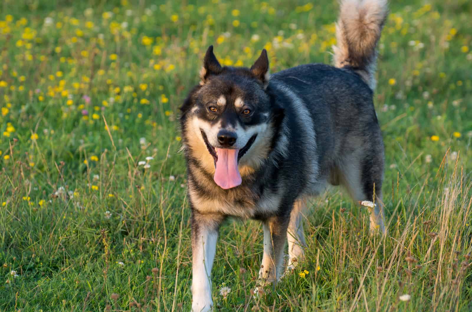 Gerberian Shepsky